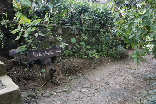 Sigap Tsunami Kebun Herbal Sebagai Program Resiliensi Bencana